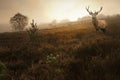 Red deer stag in Autumn Fall misty landscape