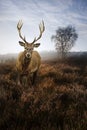 Red deer stag in Autumn Fall misty landscape