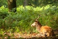 Red deer stag during Autumn Fall season