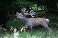 Red deer stag