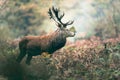 Red deer stag in autumn forest. North Rhine-Westphalia, Germany Royalty Free Stock Photo