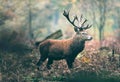 Red deer stag in autumn forest. North Rhine-Westphalia, Germany Royalty Free Stock Photo