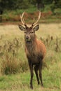 Red deer stag in autumn rain Royalty Free Stock Photo