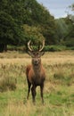 Red deer stag in autumn rain Royalty Free Stock Photo