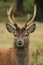 Red deer stag in autumn rain Royalty Free Stock Photo