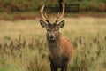 Red deer stag in autumn rain Royalty Free Stock Photo