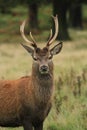 Red deer stag in autumn rain Royalty Free Stock Photo