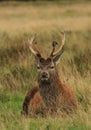 Red deer stag in autumn rain Royalty Free Stock Photo