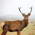 Red deer stag Royalty Free Stock Photo