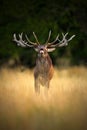 Red deer stag, bellow majestic powerful adult animal outside autumn forest, big animal in the nature forest habitat, England Royalty Free Stock Photo
