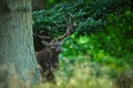 Red deer stag, bellow majestic powerful adult animal outside autumn forest, hidden in the trees, big animal in the nature forest h
