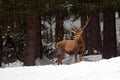 Red deer stag, bellow majestic powerful adult animal outside autumn forest, witer scene with snow forest, France Royalty Free Stock Photo