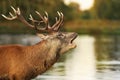 Red deer stag bellowing close to the pond Royalty Free Stock Photo
