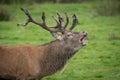 Red deer stag bellowing