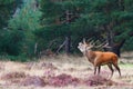 Red deer stag bellowing in Hoge Veluwe National Park