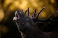 Red Deer Stag Bellowing with Golden Autumn Colours Royalty Free Stock Photo