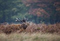 Red deer stag bellowing in the rain Royalty Free Stock Photo
