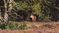 Red Deer Stag Bellowing