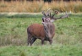 Red deer stag bellowing at the rut