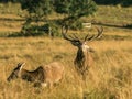 Red Deer Stag Royalty Free Stock Photo