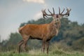 red deer stag bellowing rutting Royalty Free Stock Photo