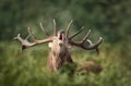 Red deer stag bellowing during rutting season in autumn Royalty Free Stock Photo