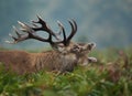 Red deer stag bellowing during rutting season Royalty Free Stock Photo