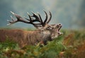 Red deer stag bellowing during rutting season