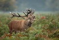 Red deer stag bellowing during rutting season Royalty Free Stock Photo