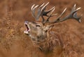 Red deer stag bellowing during rutting season