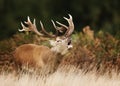 Red deer stag bellowing during rutting season Royalty Free Stock Photo