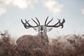 Red deer stag bellowing during rutting season on a misty autumn morning Royalty Free Stock Photo