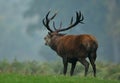 Red deer stag bellowing during rutting season Royalty Free Stock Photo
