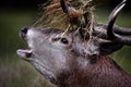 Red Deer Stag Bellowing Royalty Free Stock Photo