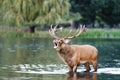 Red deer stag bellowing while standing in water Royalty Free Stock Photo