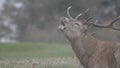 Red Deer stag bellowing at Wollaton Park