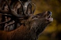 Red Deer Stag Bellowing in Woodland Autumn Setting