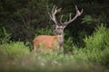 Red deer stag with big antlers looking in forest in summertime nature Royalty Free Stock Photo