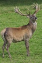 Red Deer Stag Royalty Free Stock Photo