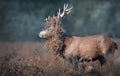 Red deer stag with bracken on antlers during rutting season in autumn Royalty Free Stock Photo