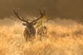 Red Deer stag with bracken on antlers during rutting season at sunrise Royalty Free Stock Photo