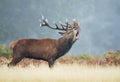 Red deer stag calling on a misty autumn morning Royalty Free Stock Photo