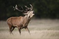 Red deer stag calling during rutting season in autumn Royalty Free Stock Photo