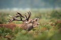 Red deer stag calling during rutting season in autumn Royalty Free Stock Photo