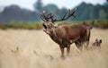 Red deer stag calling during rutting season in autumn Royalty Free Stock Photo