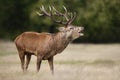 Red deer stag calling during rutting season in autumn Royalty Free Stock Photo