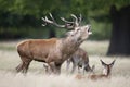 Red deer stag calling during rutting season in autumn Royalty Free Stock Photo