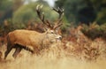 Red deer stag calling during rutting season in autumn Royalty Free Stock Photo