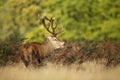 Red deer stag calling during rutting season in autumn Royalty Free Stock Photo