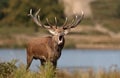 Red deer stag calling during rutting season in autumn Royalty Free Stock Photo